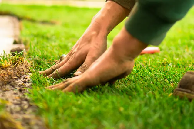 Fresh sod laid across a residential yard